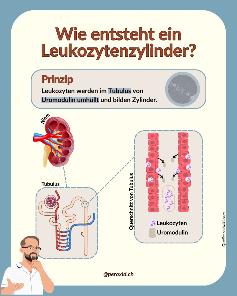 Wie Entstehen Zylinder 1 819x1024