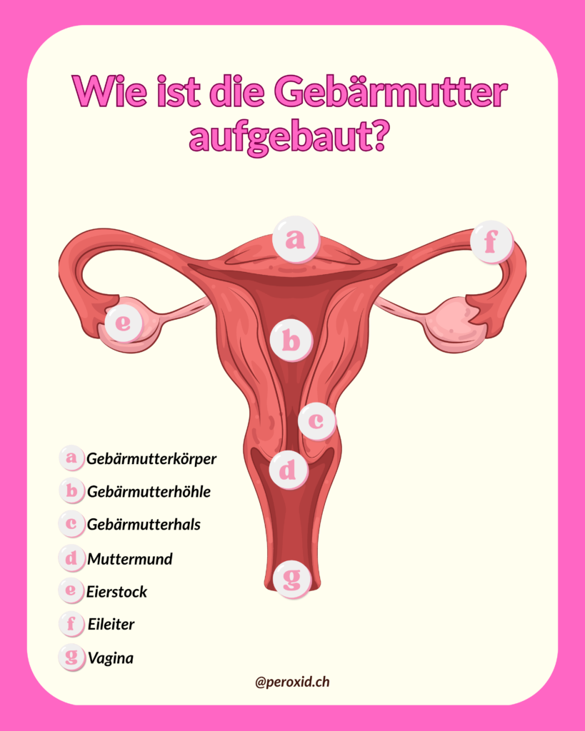 Gebaermutter Aufbau 819x1024