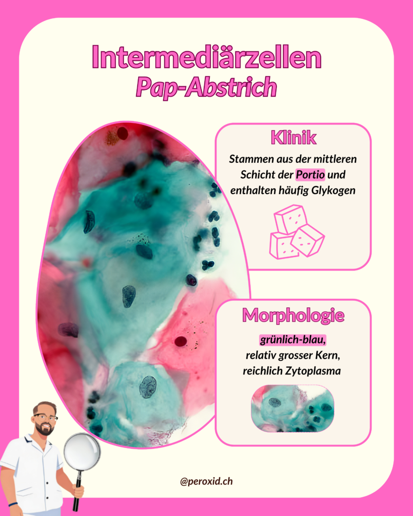 Intermediaerzellen 819x1024