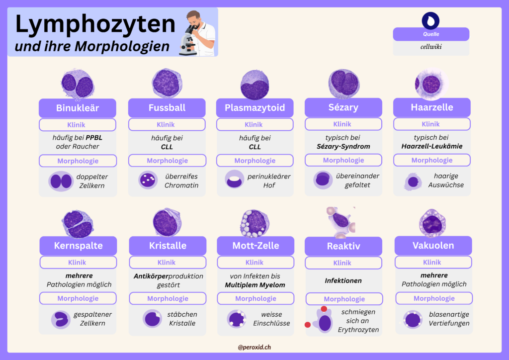 lymphozyten