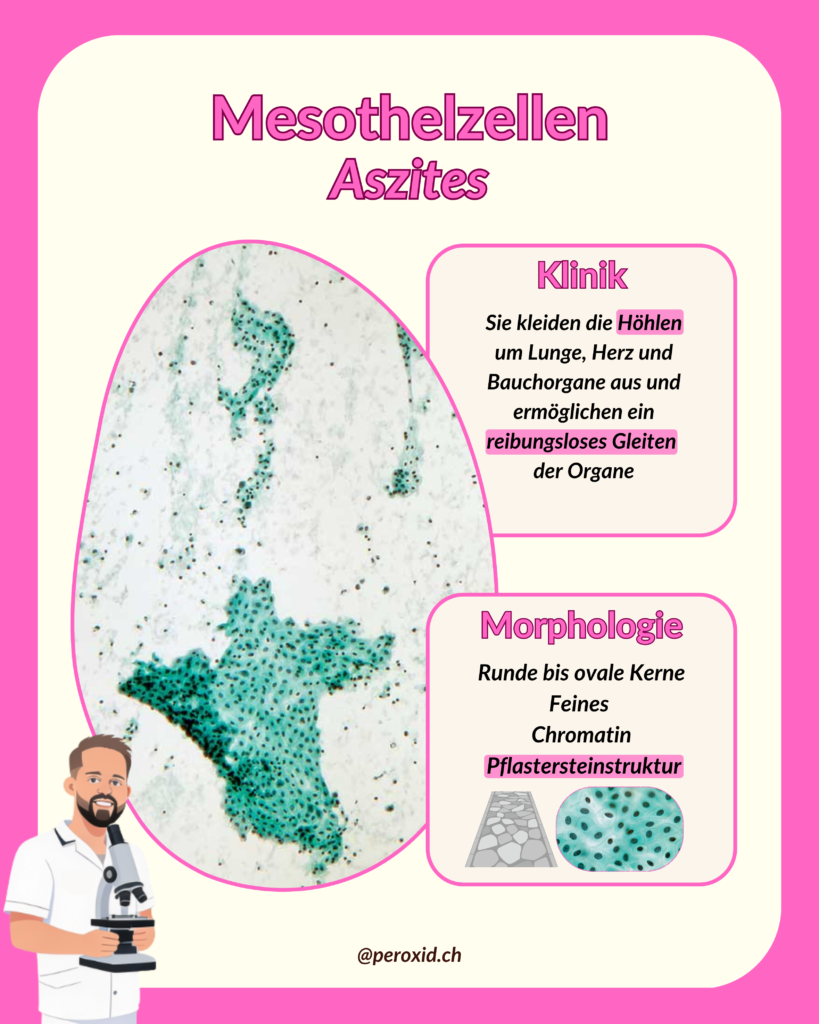 mesothelzellen