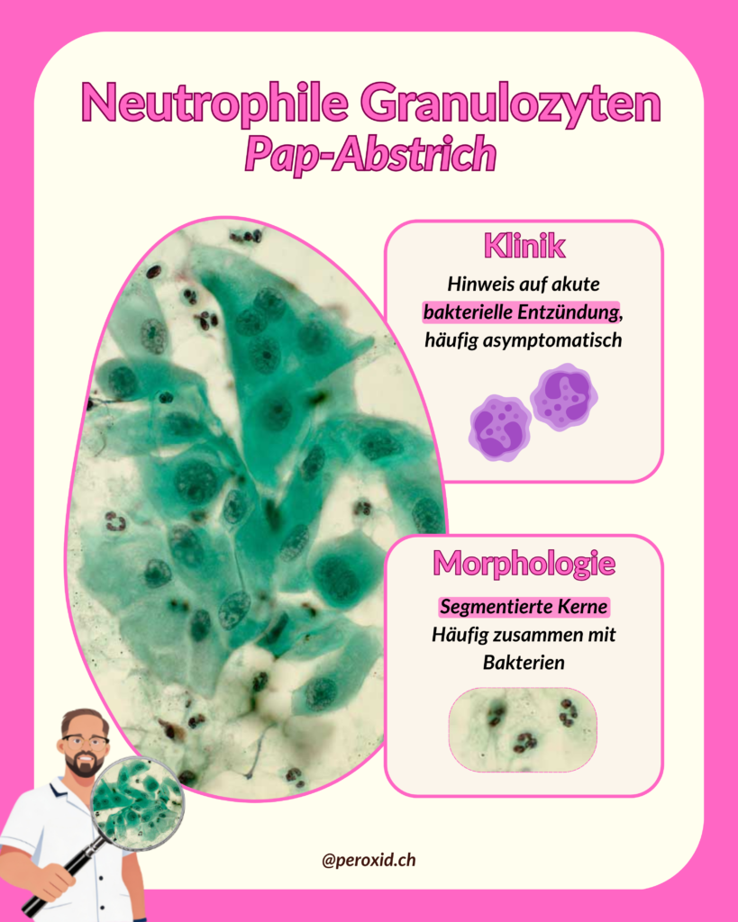 neutrophile granulozyten