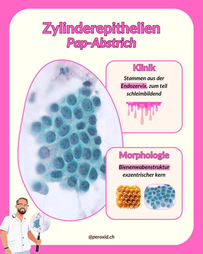 zylinderepithelien